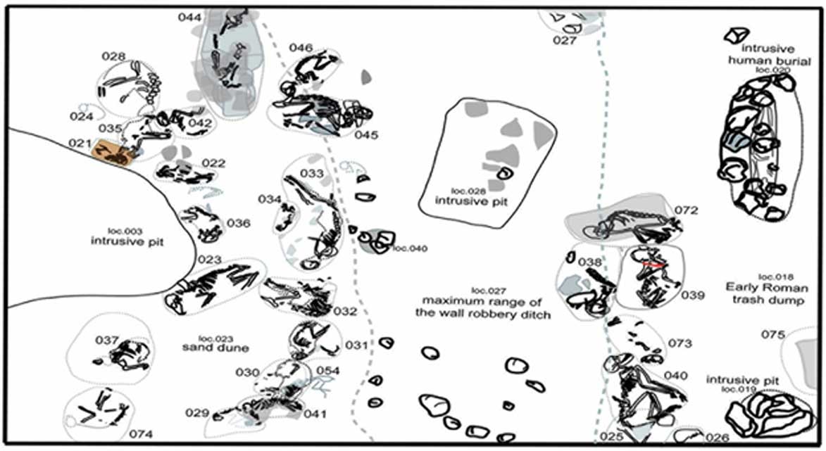 Mapa del cementerio en el que fueron descubiertos los restos de animales, situado en las afueras de Berenice. Fotografía: Marta Osypińska