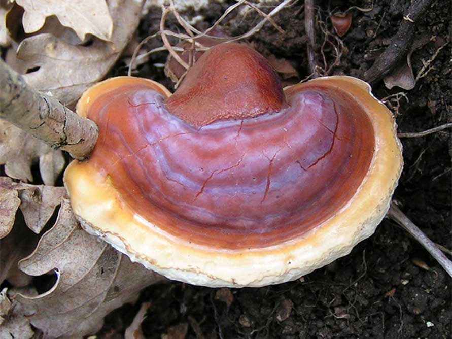 Seta Lingzhi o Reishi. (Eric Steinert/CC BY SA 3.0)