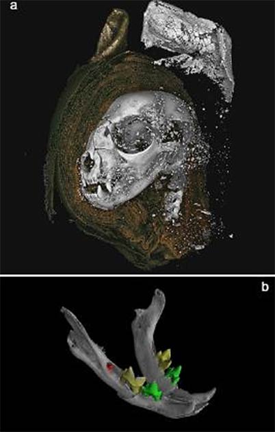 Representaciones 3D a partir de datos micro CT. A) cabeza de gato momificada obtenida a partir de datos de tomografía. Una disección digital, quitando envolturas en el lado izquierdo de la cabeza, dejando al descubierto el hueso y material atenuador superior utilizado para endurecer la envoltura externa de las orejas. B) Mandíbula con cabeza de gato, con dientes segmentados, revelando primeros molares mandibulares no erupcionados. (Nature)