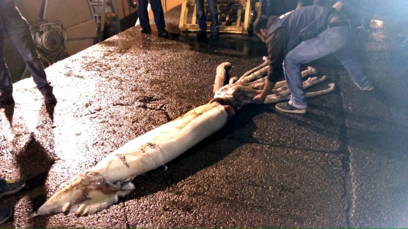 La aparición en las costas de todo el mundo de especies que se creían extintas o míticas, como los calamares gigantes, no dejan de sorprender a la comunidad científica. En la imagen calamar gigante capturado en las costas de Asturias, España. (Fotografía: El Mundo/CEPESMA)