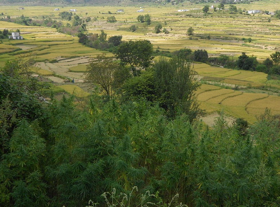 Cáñamo silvestre en Uttarakhand, India (Wikimedia Commons)