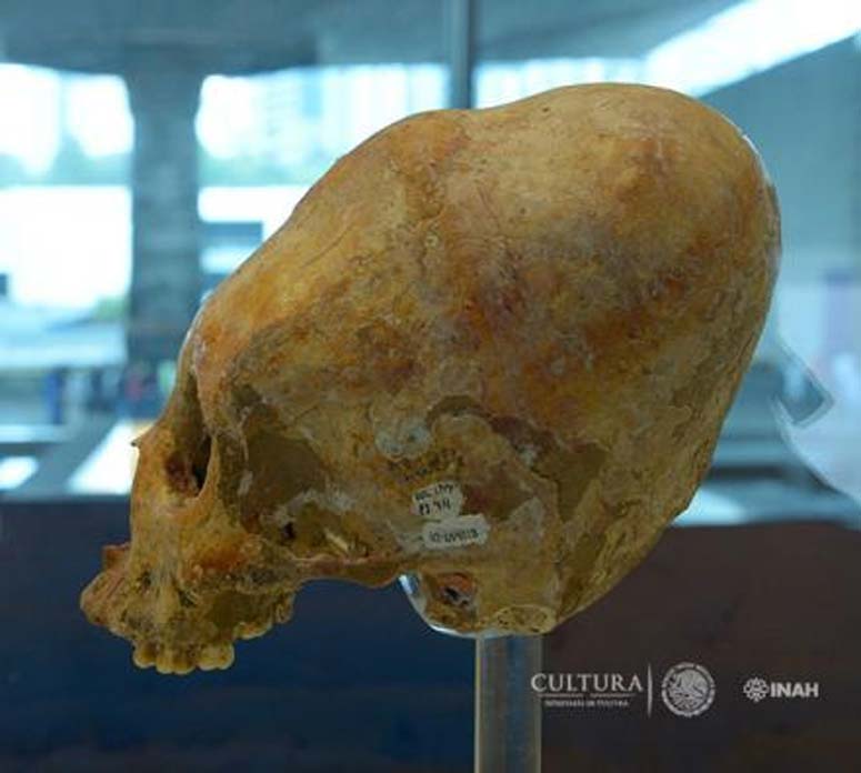 Cinco de los cráneos descubiertos en la Cueva de los Antepasados muestran signos de deformación craneal. (INAH)