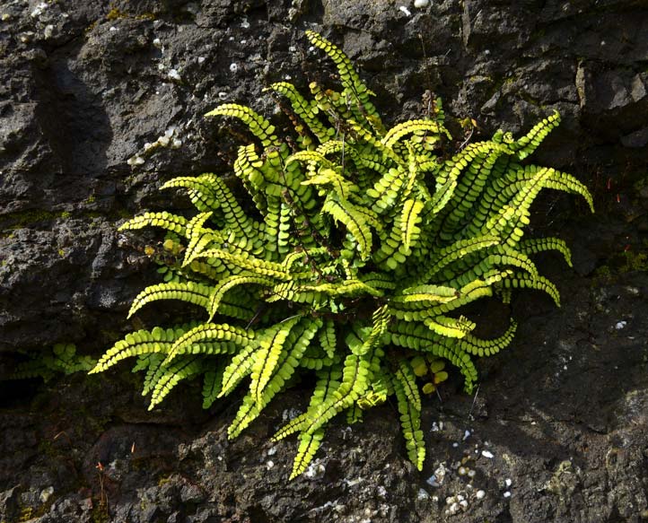 El helecho Asplenium trichomanes (Pecold / Fotolia)