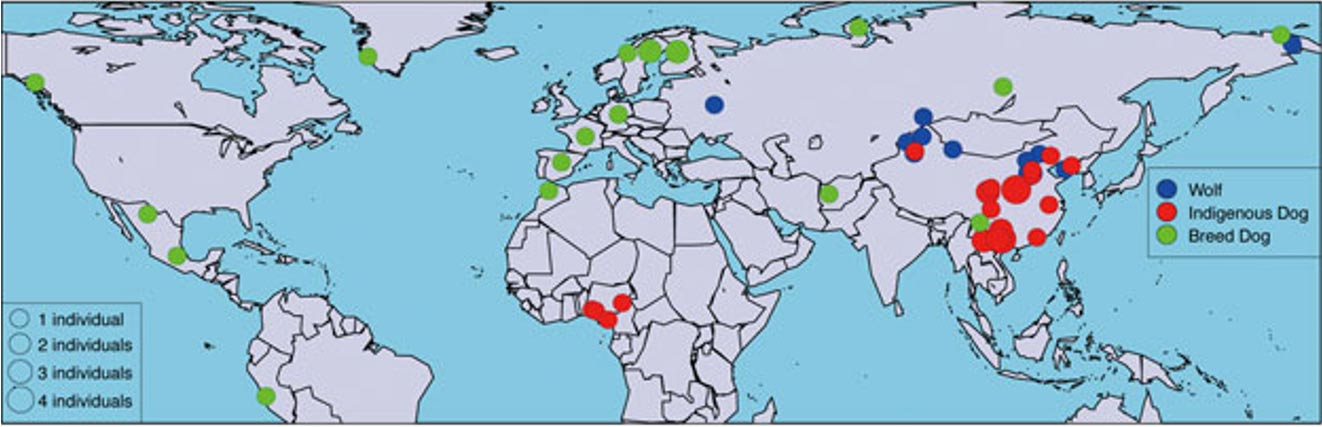 Los orígenes del perro: el mejor amigo del hombre desde hace más de 33.000 años  Localizacion-geografica-canidos