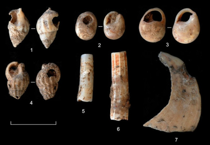 Algunos de los muchos ornamentos hallados en el yacimiento del Molí del Salt. (Fotografía: IPHES/SINC)