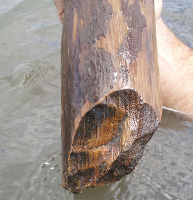 Extremo afilado de un poste de madera hallado en una de las antiguas estructuras mayas de Ek Way Nal (Yacimiento 60), Salinas de Paynes Creek, Belice. Imagen: PNAS