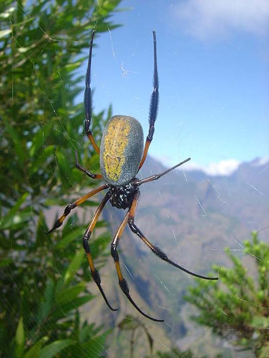 Una araña de tela orbe dorada de patas rojas (Nephila inaurata). Tomada cerca de Dos d'Âne, Isla Reunión, en la cresta de la Roche vert bouteille. (David Monniaux / CC BY SA 3.0)