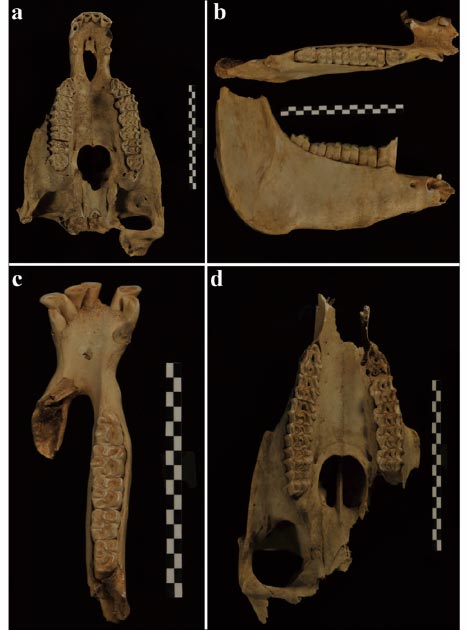 Cráneo y mandíbulas de burro encontradas en la tumba. (S. Hu / Antiquity Publications Ltd)