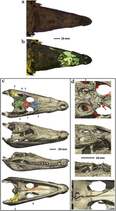 Foto de la cabeza y representación 3D que muestra la fractura letal del cráneo. (Porcier et al.)