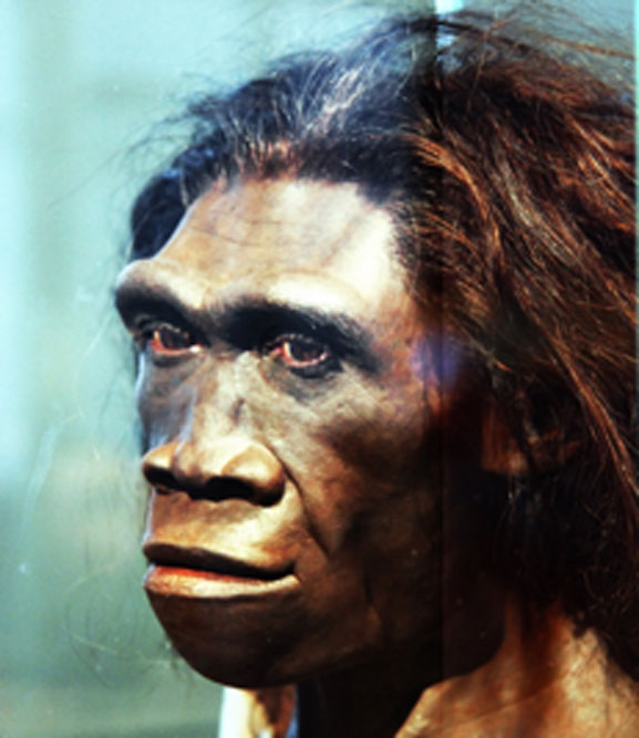 El Homo erectus pudo haber cazado los pÃ¡jaros gigantes. (Tim Evanson / CC BY-SA 2.0)