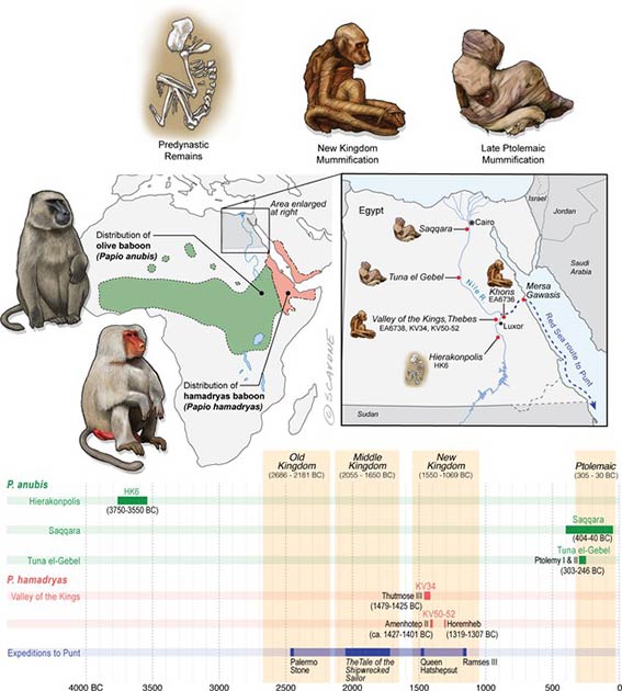 Egipto se encuentra mucho más allá de las distribuciones de P. Anubis y P. Hamadryas, y no hay evidencia de poblaciones naturales en Egipto durante la antigüedad. Por tanto, los restos de mandriles en Egipto se interpretan como prueba de comercio exterior. (Dominy et al. 2020 / eLife)