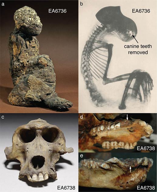 El Museo Británico tiene dos babuinos momificados con atribuciones del Nuevo Reino. CDE son imágenes del cráneo de babuino de 3300 años. (Los Fideicomisarios del Museo Británico / CC BY-NC-SA 4.0)