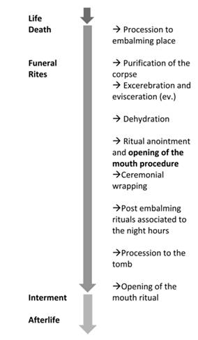 The-Anatomical-Record-Grafico-Proceso-Momificacion.jpg