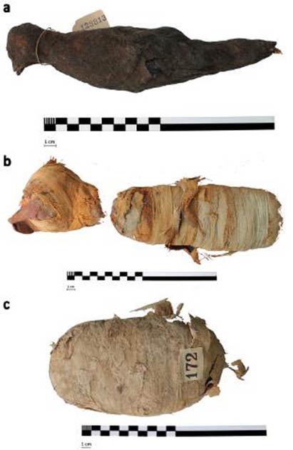 Fotografías de las tres momias de animales: a) momia de pájaro, b) momia de gato (cabeza y cuerpo) y c) serpiente momificada. (Nature)