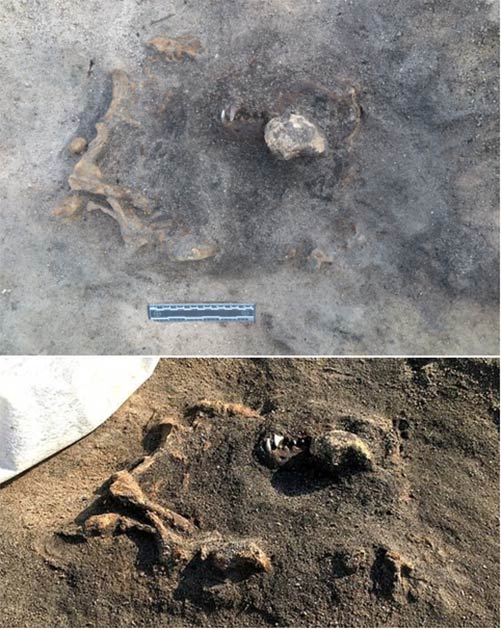 Los restos del perro aún se encuentran en el sitio, parcialmente excavados. (Museo Carl Persson/ Blekinge)