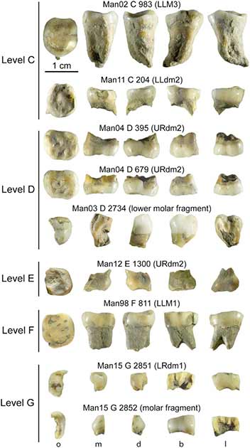 Los restos humanos de Grotte Mandarin, que incluían el diente Homo sapiens de un niño, incluían muchos dientes. (ScienceAdvances)