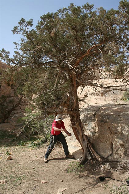 Sturt Manning muestra un árbol Juniperus phoenicea de varios siglos de antigüedad cerca de Petra, en el sur de Jordania. (Universidad de Cornell)