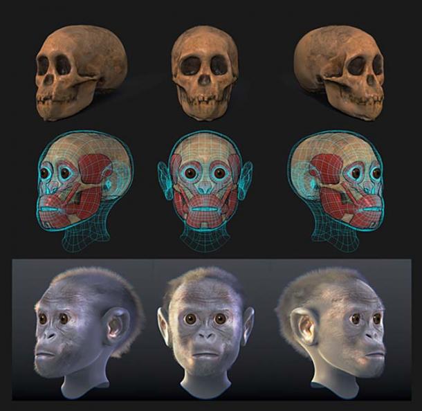 Niño Taung - Reconstrucción forense facial. (Cicero Moraes / CC BY-SA 4.0)