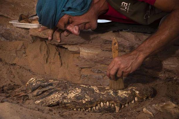 El arqueólogo Vicente Barba Colmenero excavando el cráneo de uno de los cocodrilos momificados de la tumba de Qubbat al-Hawā. (Patricia Mora Riudavets / Real Instituto Belga de Ciencias Naturales)