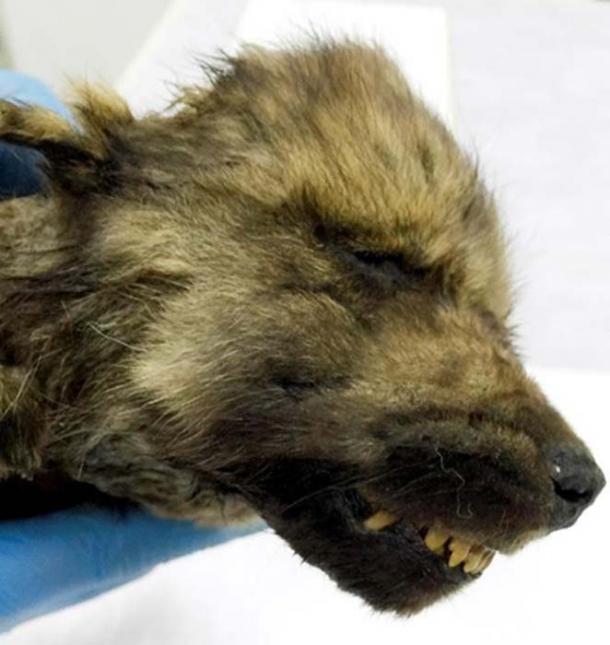 Cachorro increíblemente preservado con sus bigotes, pestañas, cabello y nariz aterciopelada intactos rompecabezas científicos. (Sergey Fedorov)