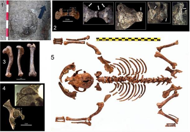 Los restos óseos caninos son la evidencia más antigua de una pequeña raza de perro de juguete del período romano. (Martínez Sánchez / Universidad de Granada)