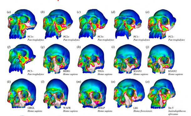 Mapas de distribución de cepas durante simulaciones de picaduras de chimpancés (a af) y una muestra de humanos modernos y especies extintas. (Enfoque de interfaz / CC BY 4.0)