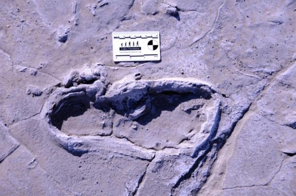 Una de las 408 huellas prehistóricas conservadas en Engare Sero. (William Harcourt-Smith / Nature)