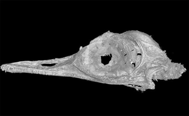 Este escaneo de alta resolución nos permitió ver las complejidades de una estructura ósea como nunca antes se había visto en pájaros o dinosaurios. Xing Lida, CC BY-ND / The Conversation