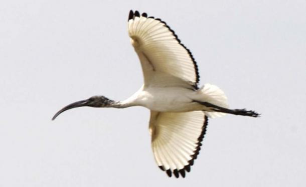 Ibis sagrado - en vuelo. (Lip Kee / CC BY-SA 2.0)