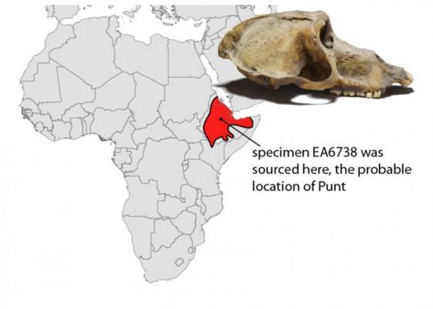 Mapa de África y cráneo de un babuino momificado recuperado de la antigua Tebas (actual Luxor) y ahora incluido en el Museo Británico. El análisis isotópico indica importación de algún lugar de la región sombreada en rojo, una ubicación probable para la legendaria tierra de Punt. (Jonathan Chipman y Nathaniel J. Dominy)