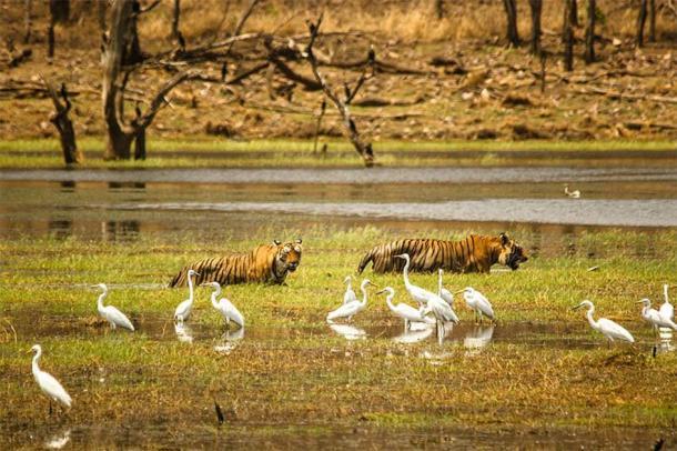 Tigres indios en el lago en el Parque Nacional Ranthambore. (Zahirabbaswikiindia / CC BY-SA 4.0)