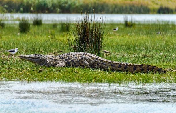 Un cocodrilo del Nilo tomando el sol. (Steve Slater / CC BY 2.0)