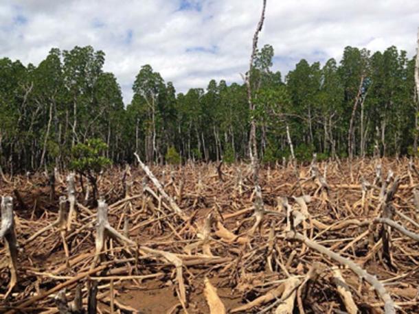 La deforestación tiene un gran impacto ambiental. (Cunningchrisw / CC BY-SA 4.0)