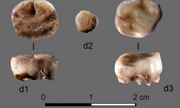 Los dos dientes de leche de 31,000 años de antigüedad encontrados en el Sitio de Cuerno de Rinoceronte de Yana en Rusia, lo que llevó al descubrimiento de un nuevo grupo de siberianos antiguos. Crédito: Academia Rusa de Ciencias / Naturaleza