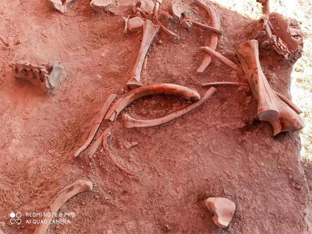 Huesos de mamuts desenterrados en el enorme sitio de trampas de caza que se convertirá en parte de un nuevo aeropuerto internacional en México. (INAH)