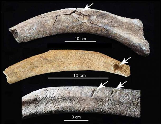 Marcas de masacre en las costillas de mamut de Nuevo México. La costilla superior muestra una fractura por impacto de fuerza contundente; la costilla central muestra una herida punzante, probablemente hecha con una herramienta; la costilla inferior muestra marcas de corte. (Timothy Rowe et al. / Universidad de Texas en Austin)