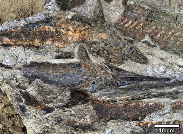 Peces fosilizados apilados uno encima de otro cuando fueron arrojados a tierra por el seiche, en el sitio de fÃ³siles de impacto de meteoros de 66 millones de aÃ±os. (Robert DePalma / La Universidad de Kansas)