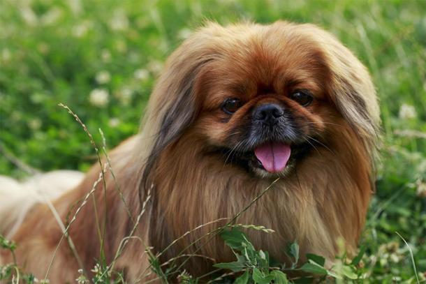 Se cree que el perro de juguete romano encontrado es similar al pan pequinés moderno. (deviddo/ Adobe Stock)