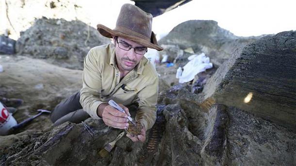 El paleontólogo de la Universidad de Manchester, Robert DePalma, trabaja en el sitio de Hell Creek, donde el impacto del asteroide de Yucatán cortó limpiamente la pierna del dinosaurio. (BBC)