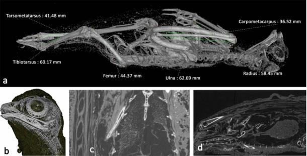 Escaneos del ave momificada, probablemente un cernícalo salvaje. (Nature)