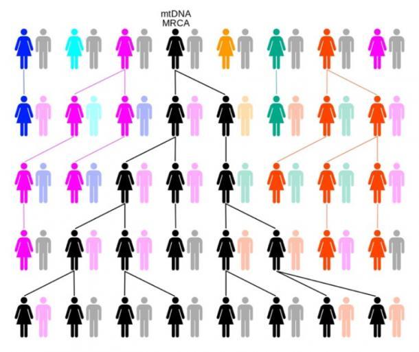 A través de la deriva o selección al azar, el linaje femenino se remonta a una sola hembra, conocida como Eva mitocondrial. En este ejemplo de orígenes humanos durante cinco generaciones, los colores representan líneas matrilineales extintas y el negro la línea matrilineal descendiente de mtDNA MRCA. (ChrisTi / CC BY-SA 3.0)