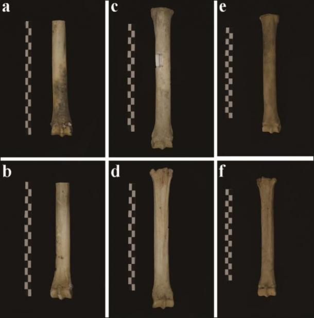 Diferentes tomas del húmero del burro. (S. Hu / Antiquity Publications Ltd)