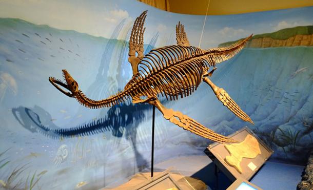 Los avistamientos pueden haber sido provocados despuÃ©s de que se descubrieron los fÃ³siles de dinosaurios. Esqueleto restaurado del plesiosaurus. (FunkMonk / CC BY-SA 2.0)