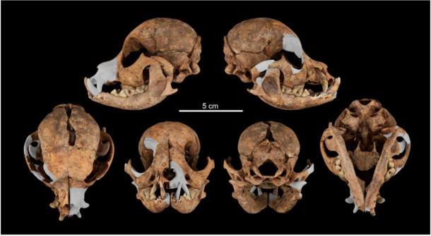 El cráneo del perro de juguete romano examinado. (Martínez Sánchez / Universidad de Granada)