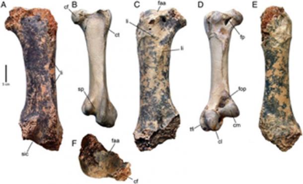 Los fémures de Pachystruthio dmanisensis, un ave gigante extinta (paneles A, C, E, F) y un avestruz común moderno (Struthio camelus) (paneles B, D). (Zelenkov / Journal of Vertebrate Paleontology)