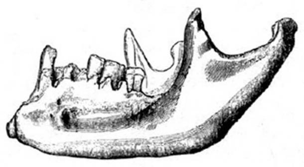 Foxhallova čelist je anatomicky moderní, ale byla objevena ve vrstvách starých více než 2,5 milionu let.  (uveden autor)