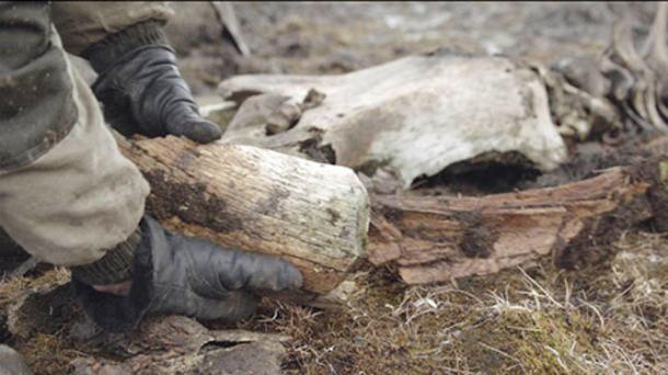 Los restos de la bestia extinta pesan 23.6kg, ahora se regresan a la capital regional, Yakutsk, para un estudio más detallado. Imágenes: Innokenty Pavlov