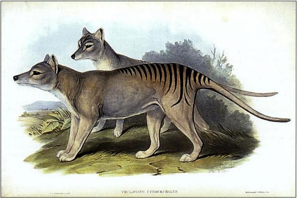 Thylacinus cynocephalus, de los mamíferos de Australia de Gould. (Henry Constantine Richter / Dominio público)